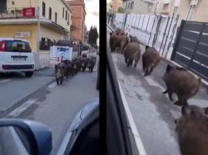 Scudi umani per salvare i cinghiali